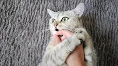 Od miłości do ugryzienia dzieli nas tylko krok: ukryte przyczyny, dla których kot najpierw liże, a potem atakuje