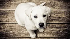 7 ras, których ludzie starają się nie hodować: co w nich złego?