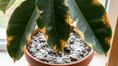 Jak roślina sygnalizuje potrzebę pomocy w przypadku zasolenia gleby. Pierwsze oznaki