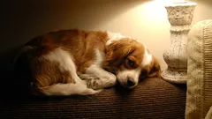 Czy należy zostawiać włączone światła, gdy pies zostaje sam w domu?