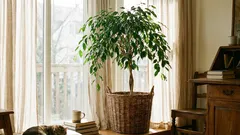 10 długowiecznych roślin doniczkowych, które świetnie sprawdzają się w codziennym życiu i mogą żyć nawet kilkadziesiąt lat