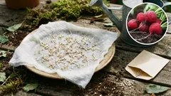 Sadzenie rzodkiewki w ogrodzie: prosty sekret uzyskania idealnych bulw.