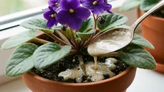 Wystarczy jedna łyżeczka pod korzeń – a fiołek będzie kwitł nieustannie: liście będą całkowicie zasłonięte przez kwiaty.