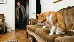 Twój kot cię nie lubi: 5 sygnałów, które codziennie ignorujesz