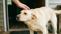 Jak prawidłowo głaskać psa: 5 miejsc, których na początku należy unikać