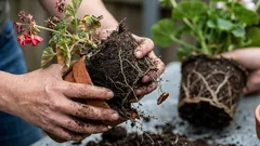 5 błędów popełnianych podczas przesadzania roślin, które prowadzą do ich obumarcia