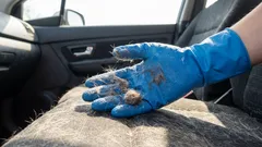 Włosy i zapach zwierząt znikną bez śladu: szybkie sposoby na wyczyszczenie wnętrza samochodu