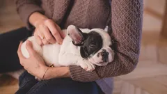 7 oznak, że jesteś odpowiedzialnym właścicielem psa